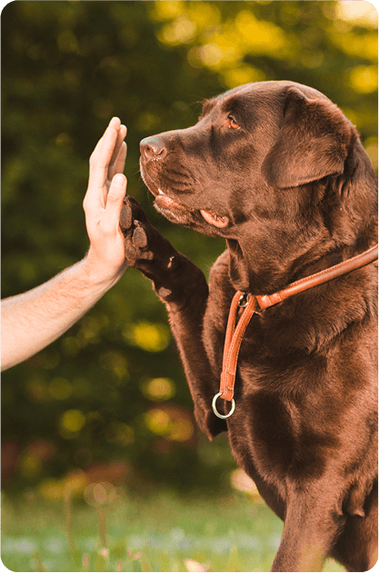 ตัวกลางการขนส่ง